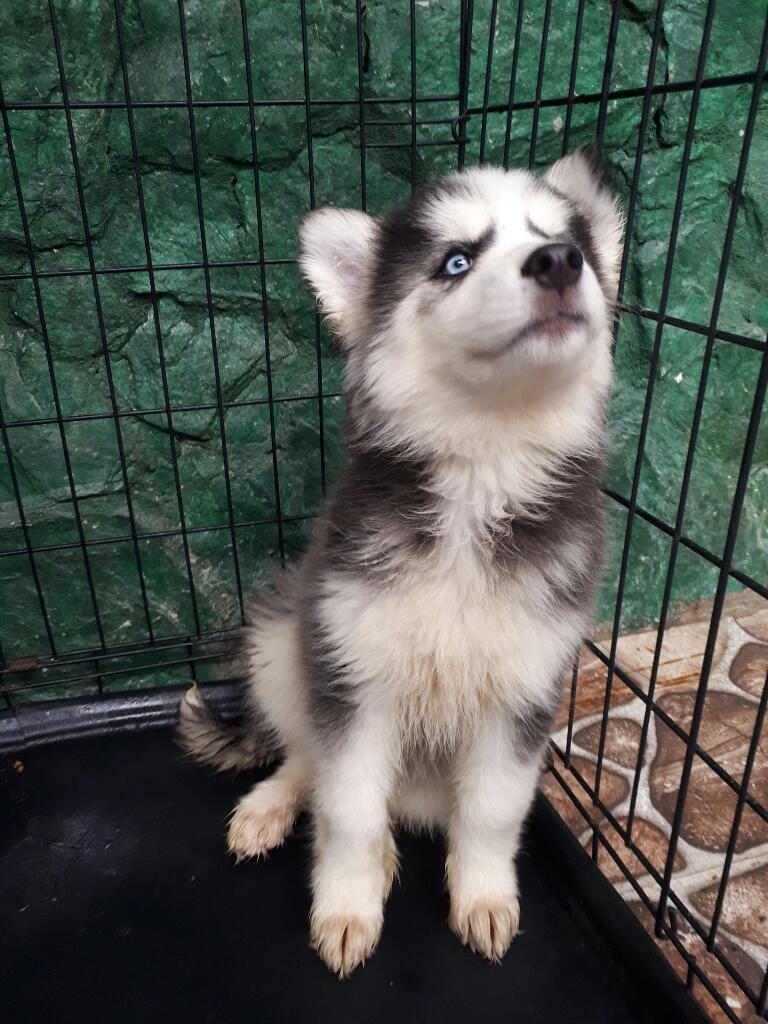 Lobitas Siberianas Puras