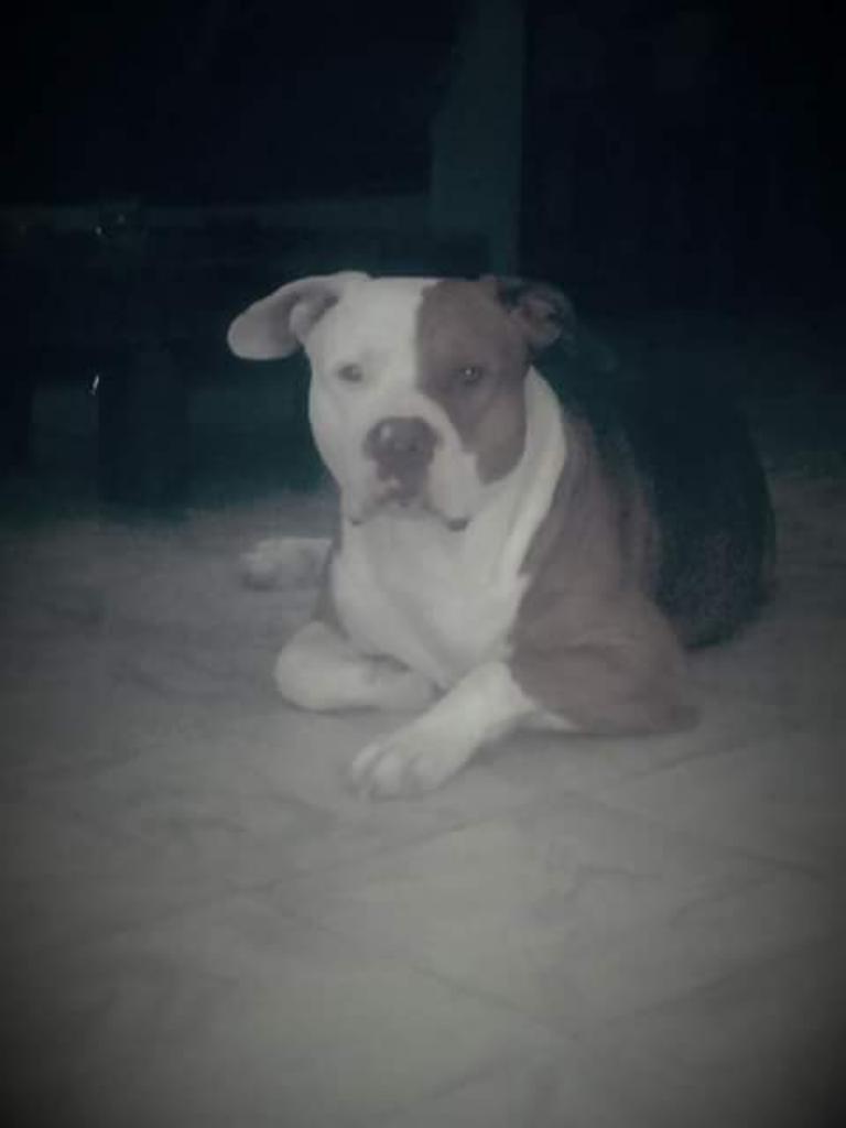 Perro Pitbull para Monta