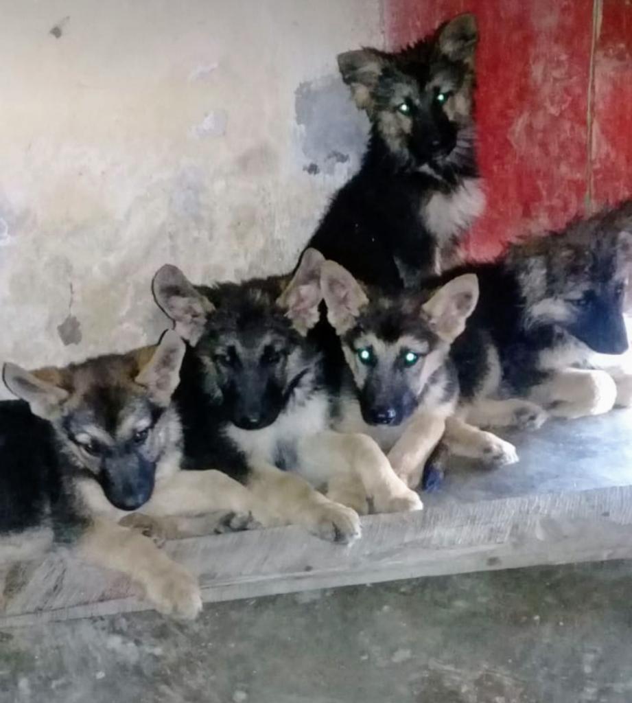Perros Pastores Alemanes en Medellín