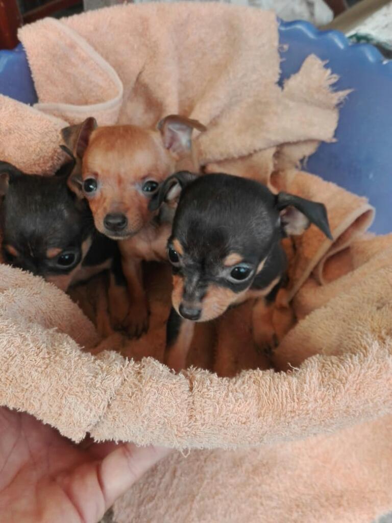 Perros Pinscher Miniatura