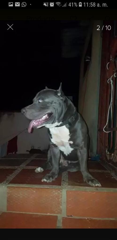 Pitbull 3xcelente Genetica