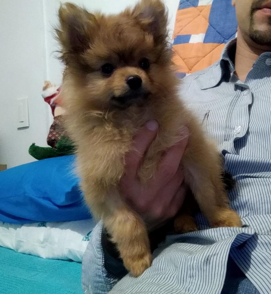 Pomerania Solo Lindo