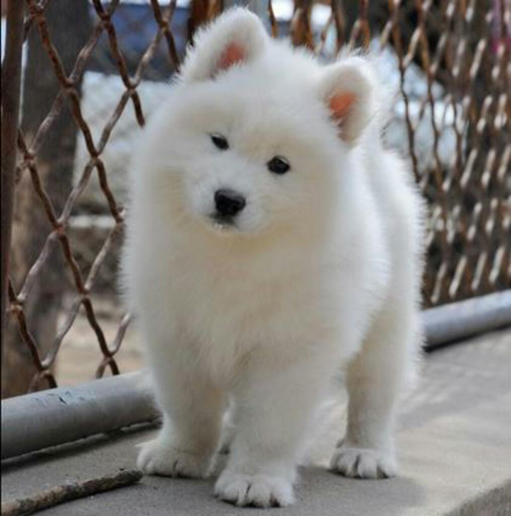 Samoyedos