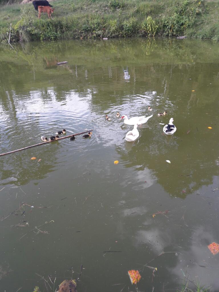 Se Regalan Patos