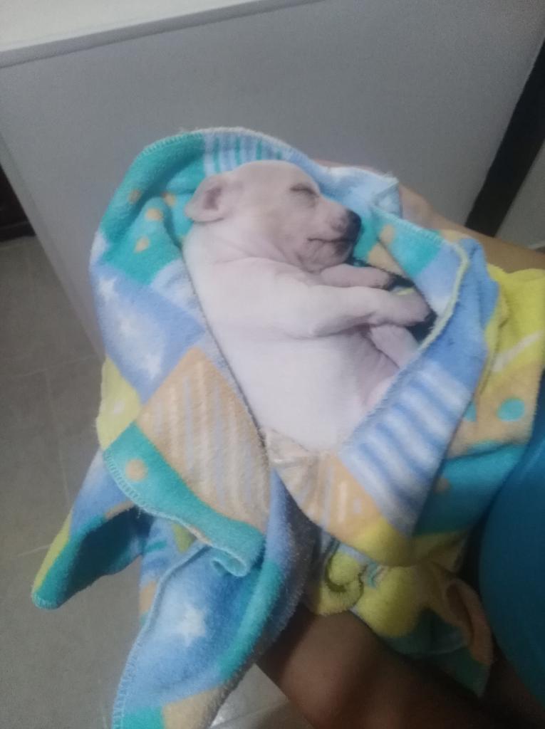 Se Vende Hermoso Pincher Blanco.