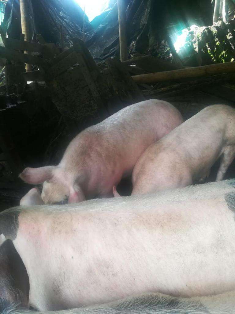 Se venden cerdos en Manizales