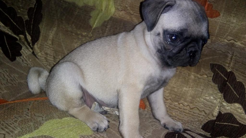 Vendo Hermo Pug Macho