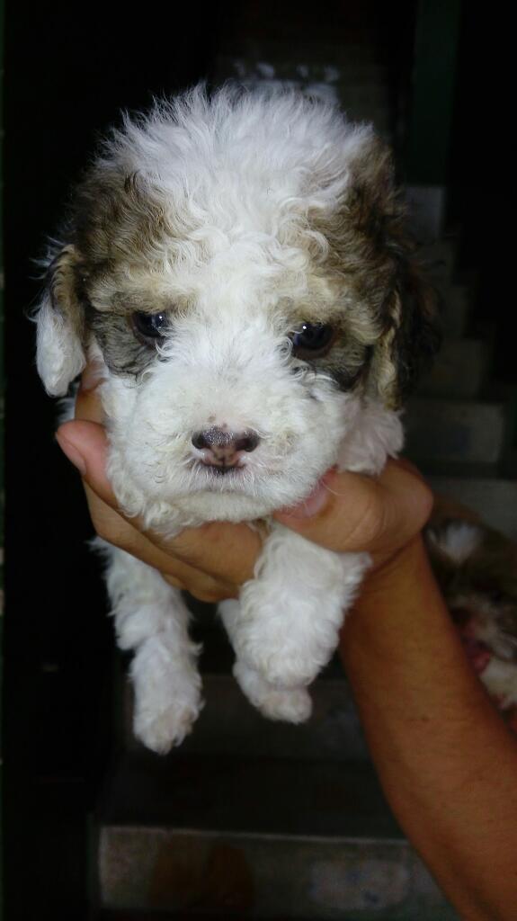 Vendo Lindoss French Poodlee