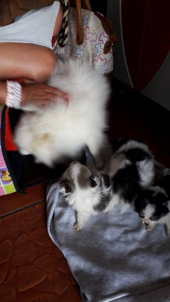 Vendo Perritos Pomeramnios