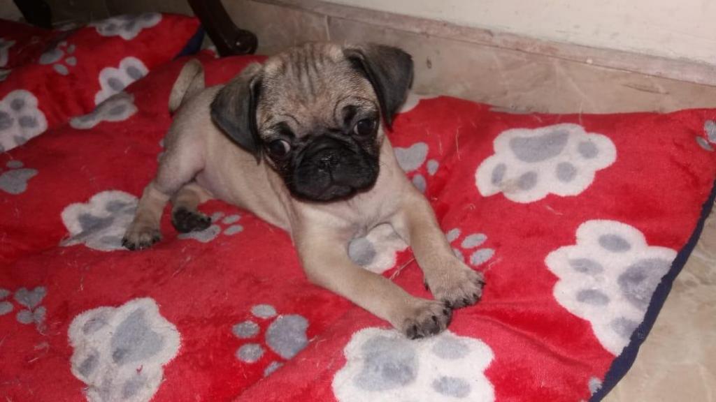 Vendo hermoso Pug de dos meses de nacido.