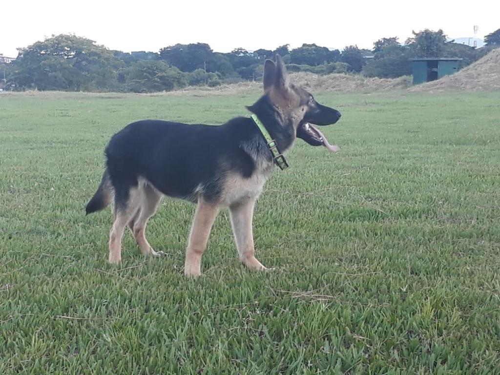 Vendo pastor aleman