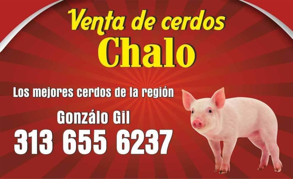 Venta de Cerdos Chalo 