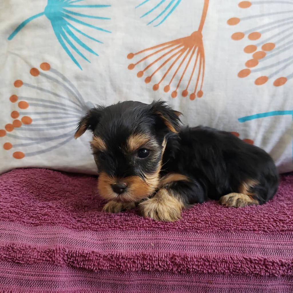 Yorkshire Terrier Macho Súper Mini