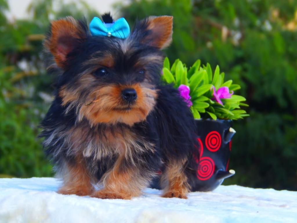 Yorkshire Terrier Mini Línea Exportación