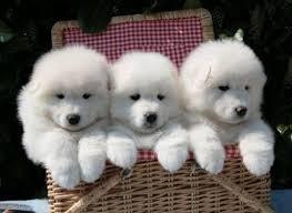 bellos cachorros de samoyedo