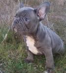 cachorros bull dog fran ces blue ojos azules