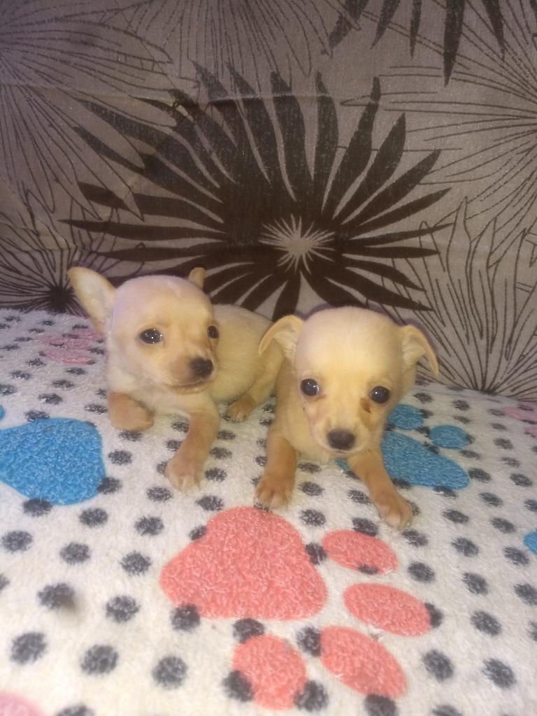 en Adopción Pincher Chihuahua