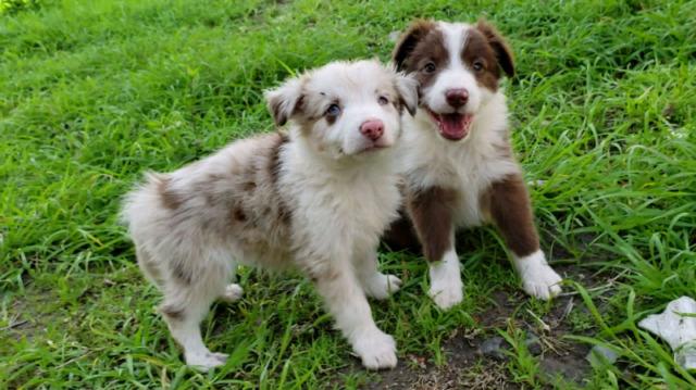 hermosos border collie merle