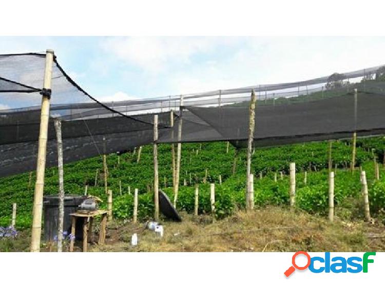 FINCA EN LA UNION 30 CUADRAS 740 MILLONES