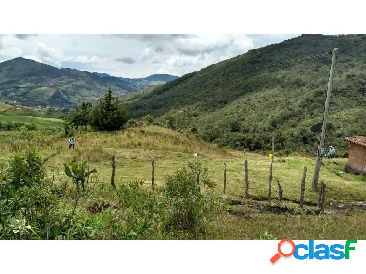 FINCA EN SON SON AGUACATES 125 CUADRAS