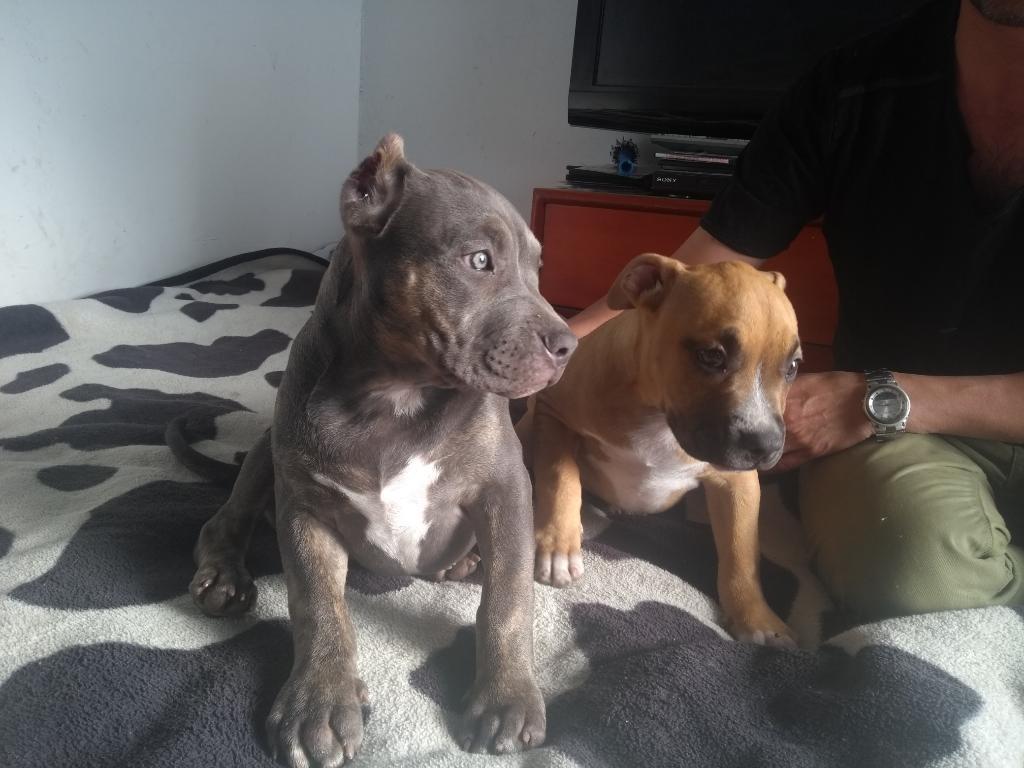 American Bully Pocket