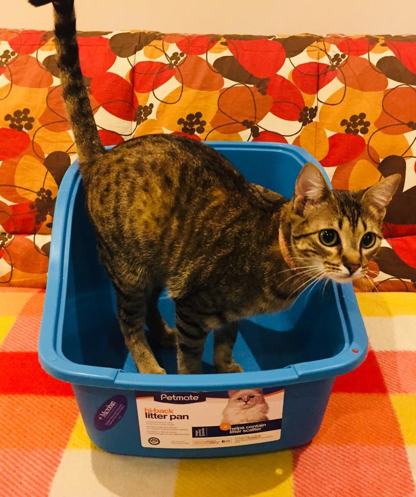 Arenera Sencilla para Gatos