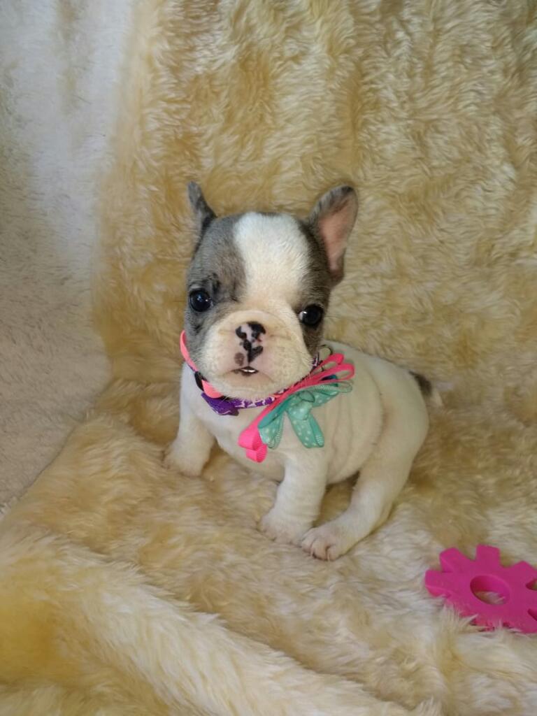 Bulldog Frances Pied Merle