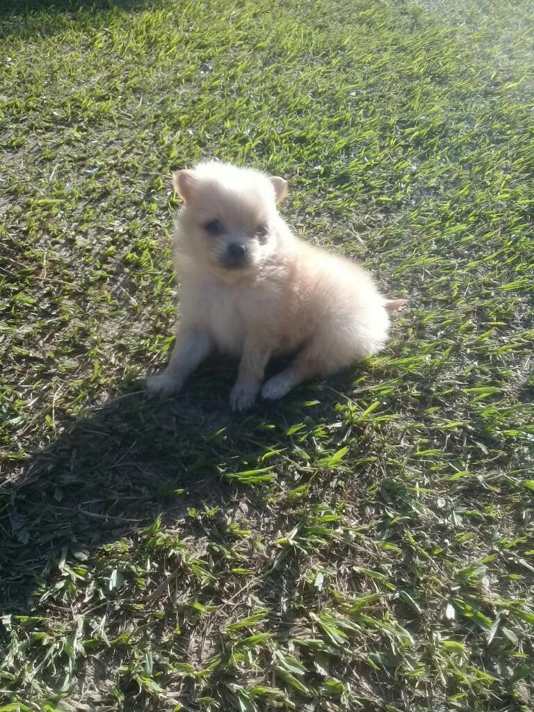 Hembra Pomerania Disponible en Medellín