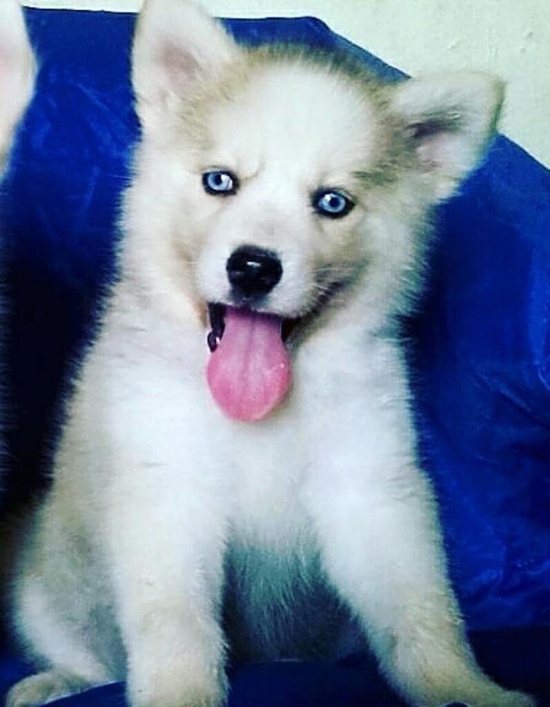 Linda Cachorrita Husky Realizo Envio