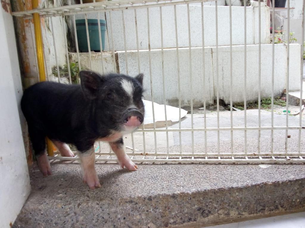 Mini Pig a La Venta