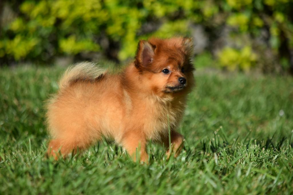 Pomerania Macho Hermoso