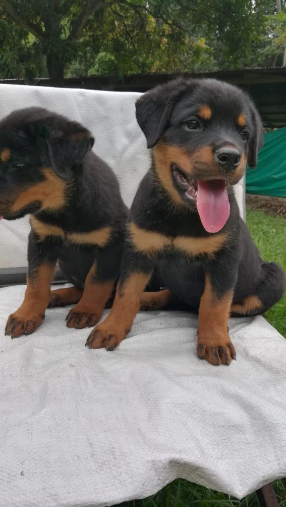 Rottweiler Linea Alemana