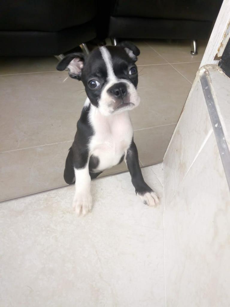 Boston Terrier