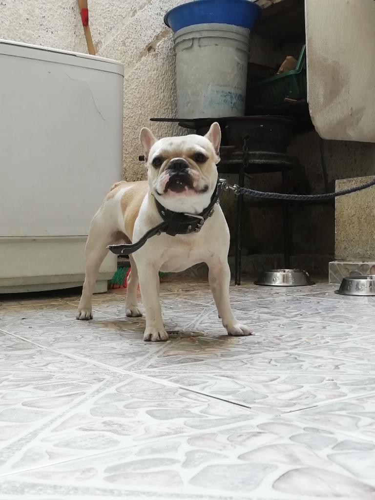 Bulldog Francés Fawn