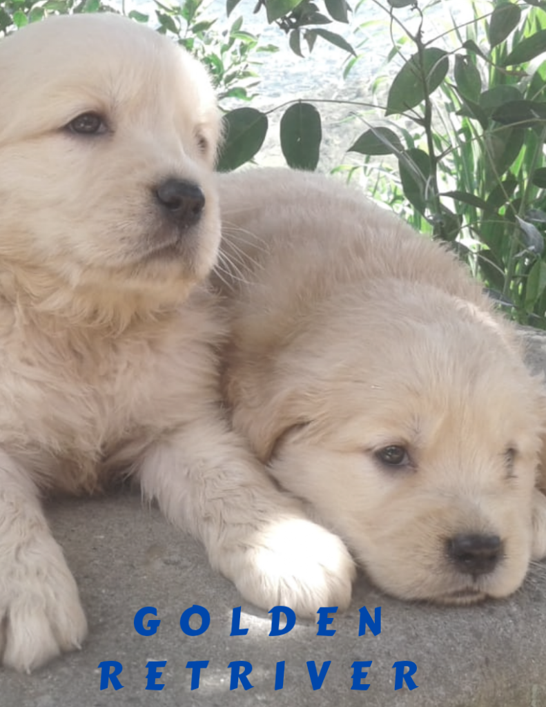 Cachorritos A Buen Precio Golden Retriver