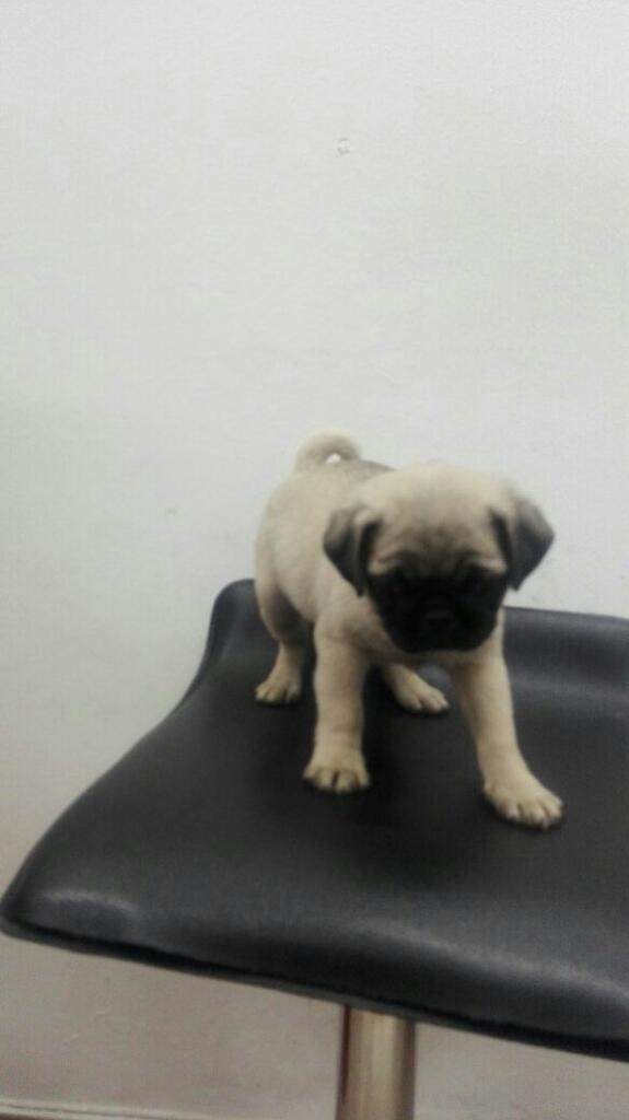 Cachorro Pug