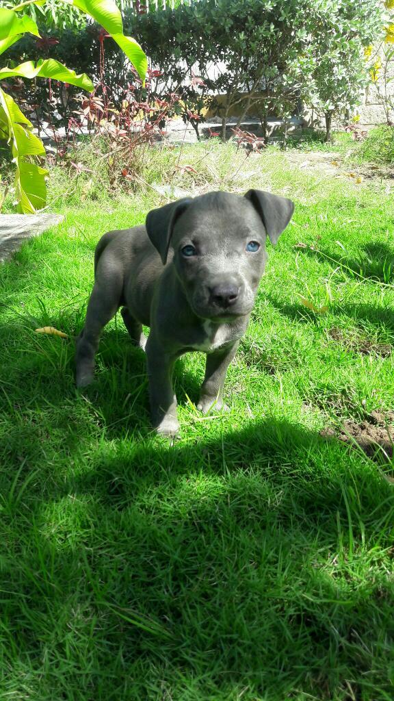 Cachorros American Pitbull Terrier