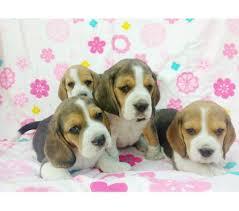 Cachorros Beagle Mini Disponibles