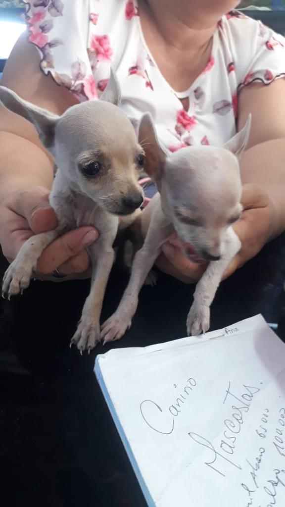 Chihuahua Hembra Y Macho