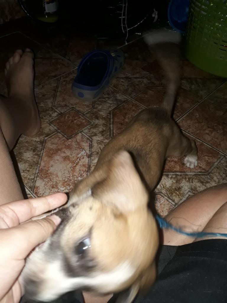 Doy en Adopcion Cachorro