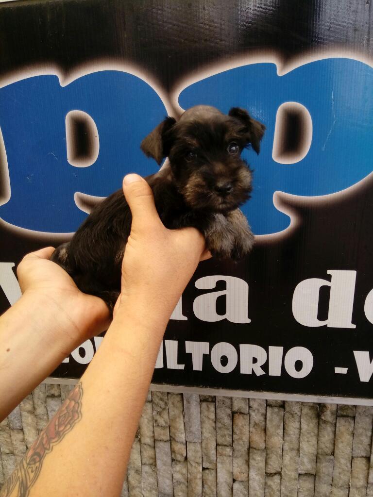 Esnauser Schnauzer Minis Lindos