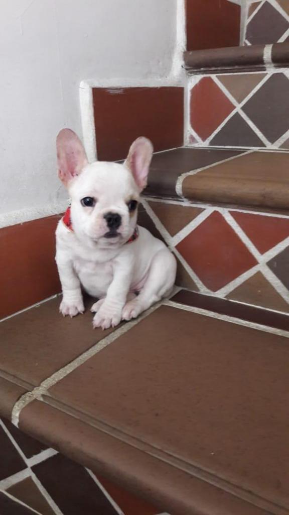 Hermosa cachorra bulldog frances fauw