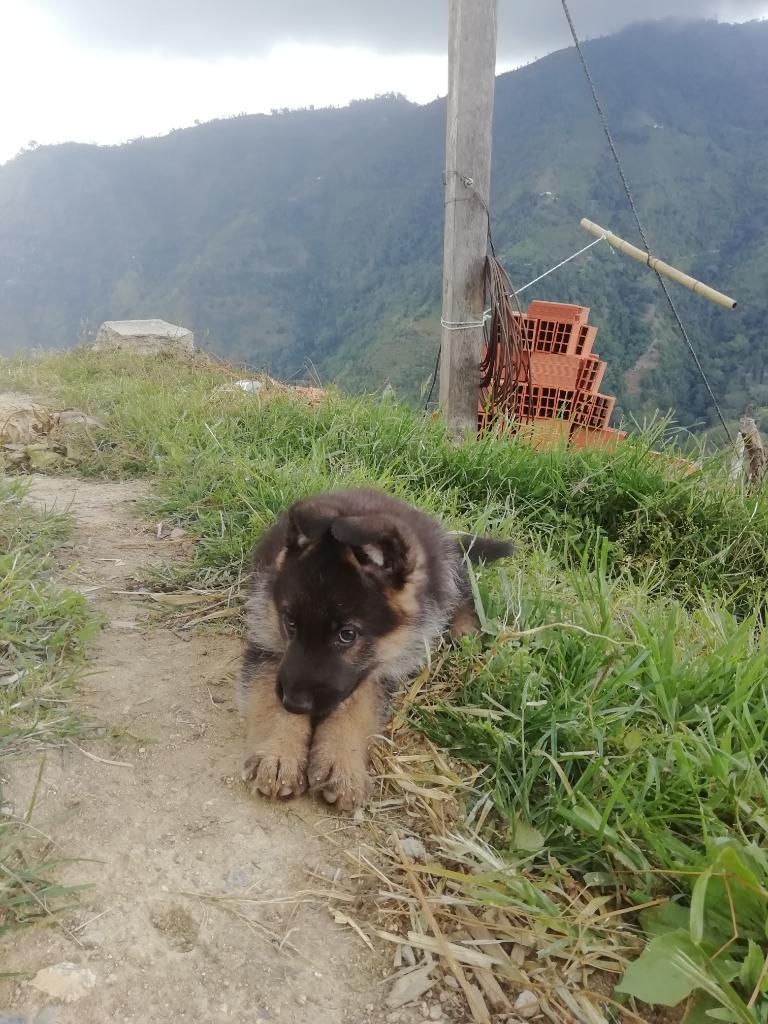 Hermosos Cachorros Pastor Alemán