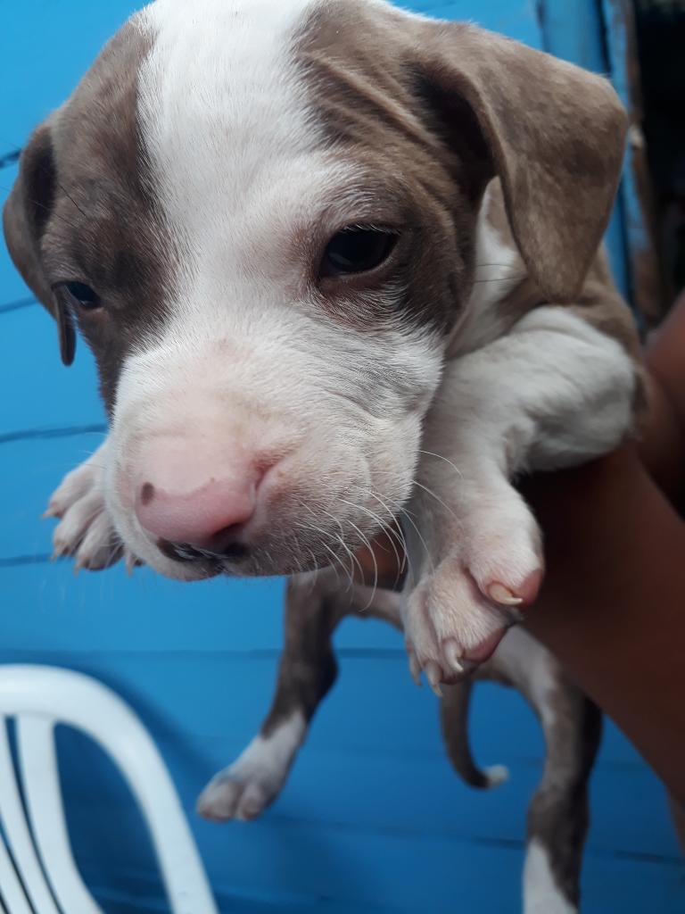 Hermosos Pitbull