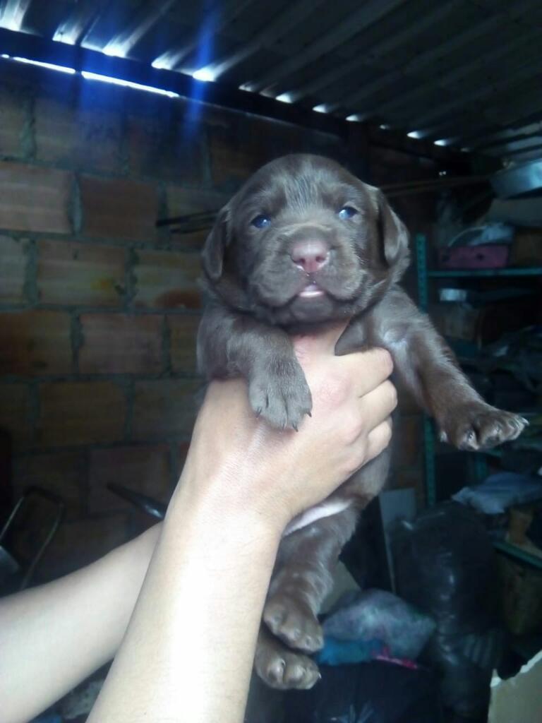 Labrador Chocolate