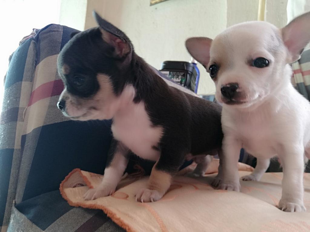 Lindo Chihuahua