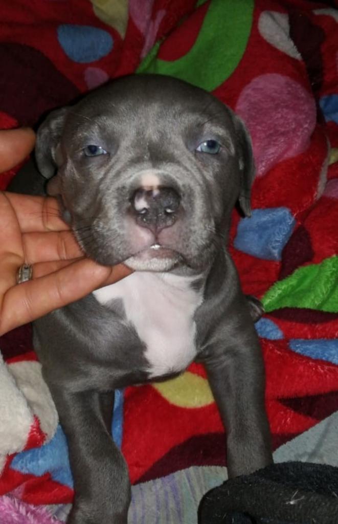 Pitbull Bully en Venta