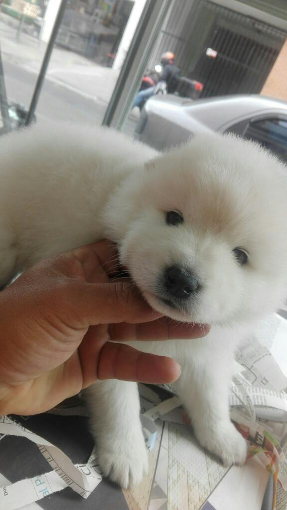 Samoyedo Promocion