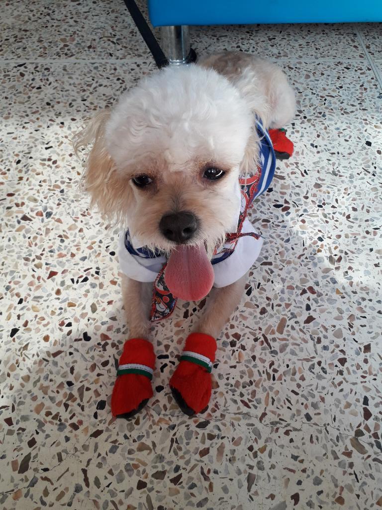 Se Busca Novia