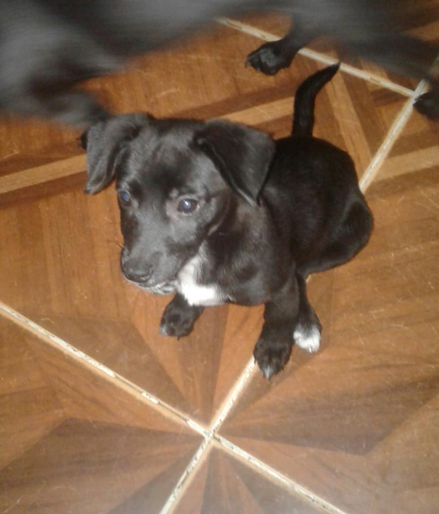 Se Da Cachorrita Criolla en Adopcion.